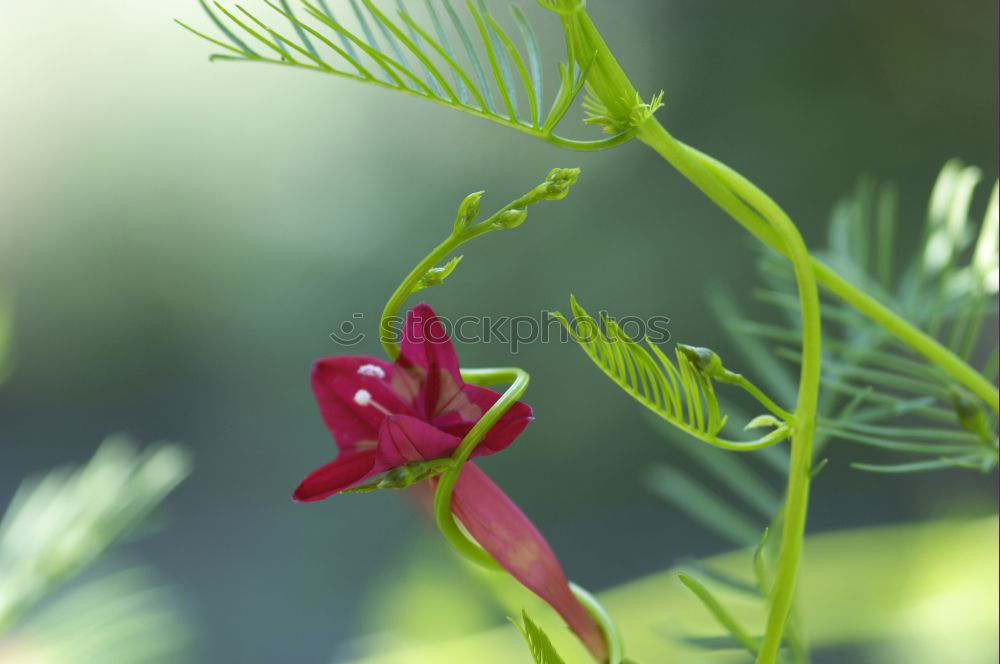 Similar – Image, Stock Photo rose hips Dog rose