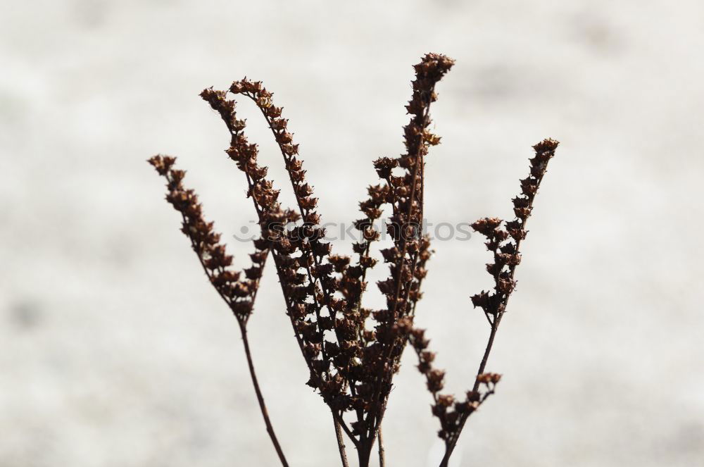 Similar – branch Plant Dry Blossom