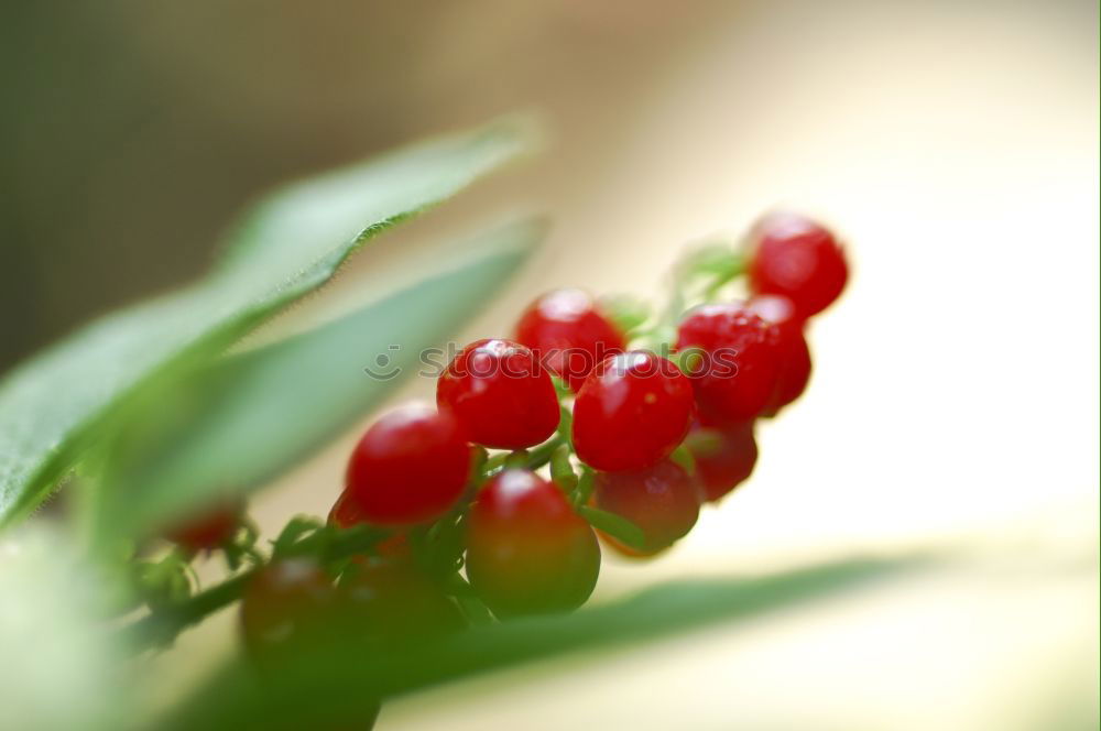 Similar – Image, Stock Photo Raspberries Raspberry