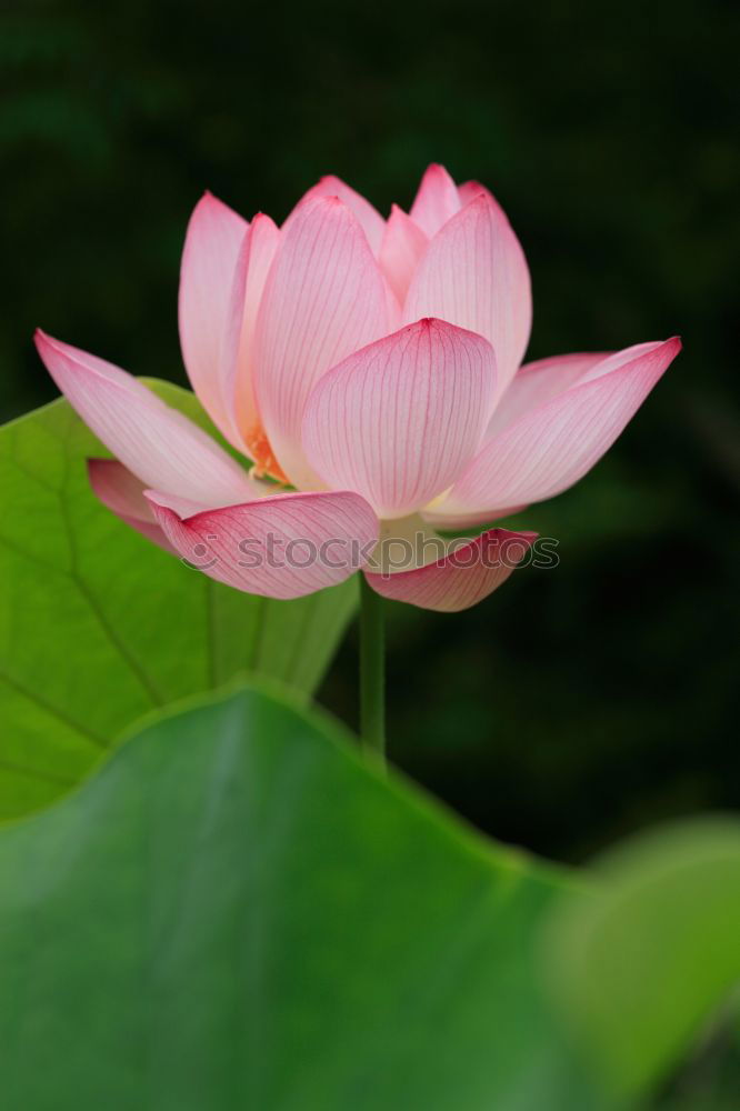 Similar – Image, Stock Photo searosis Rose Water lily