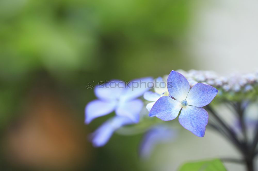 Similar – Image, Stock Photo * Plant Flower Blue Brown