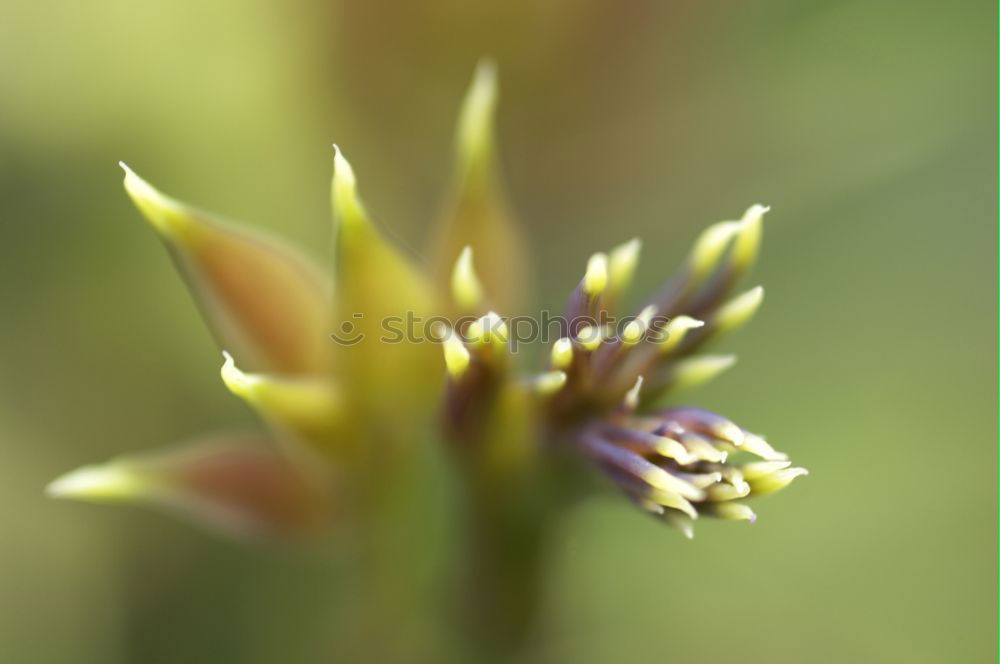 Similar – Image, Stock Photo Illuminated Anigozanthos 2