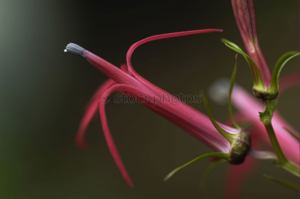 Similar – Passiflora caerulea-racemosa