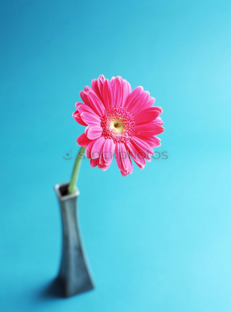 Similar – Pink cup with flying flowers