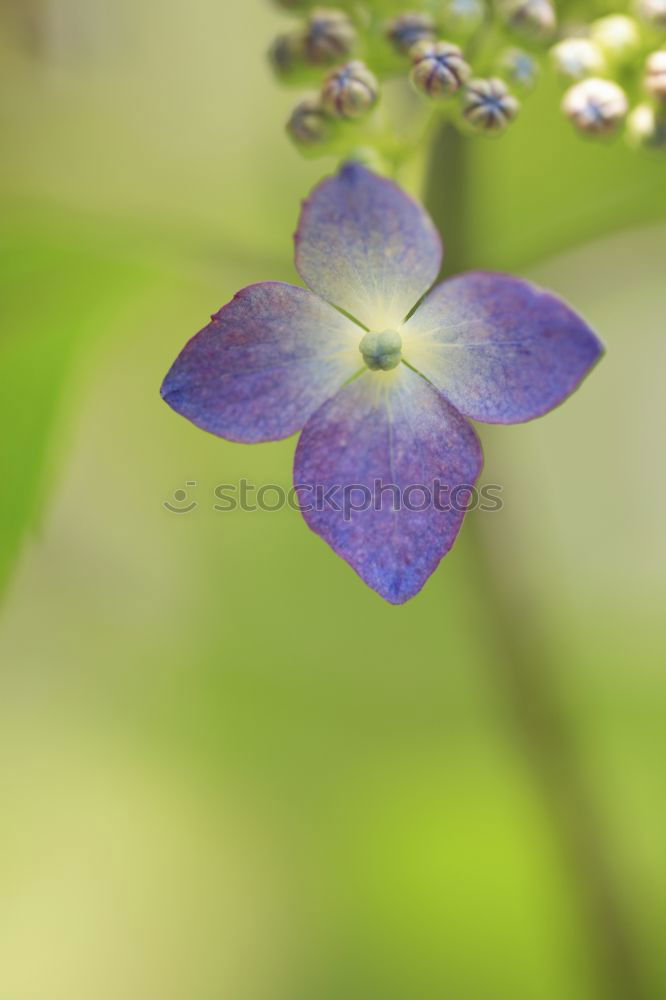 blue blossoms Nature Plant