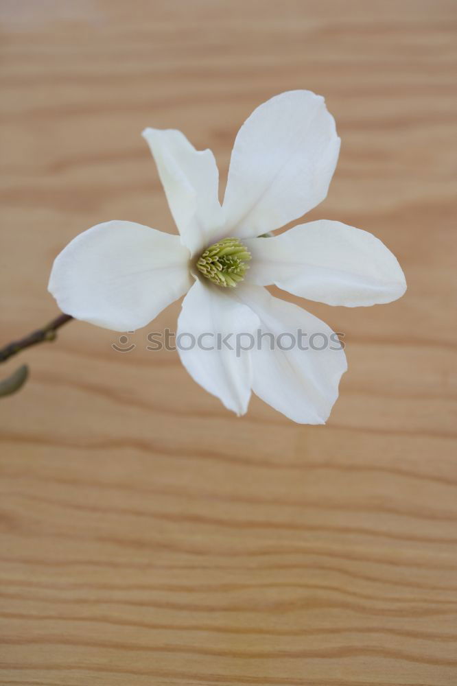 Similar – Image, Stock Photo Mystic flower II Flower