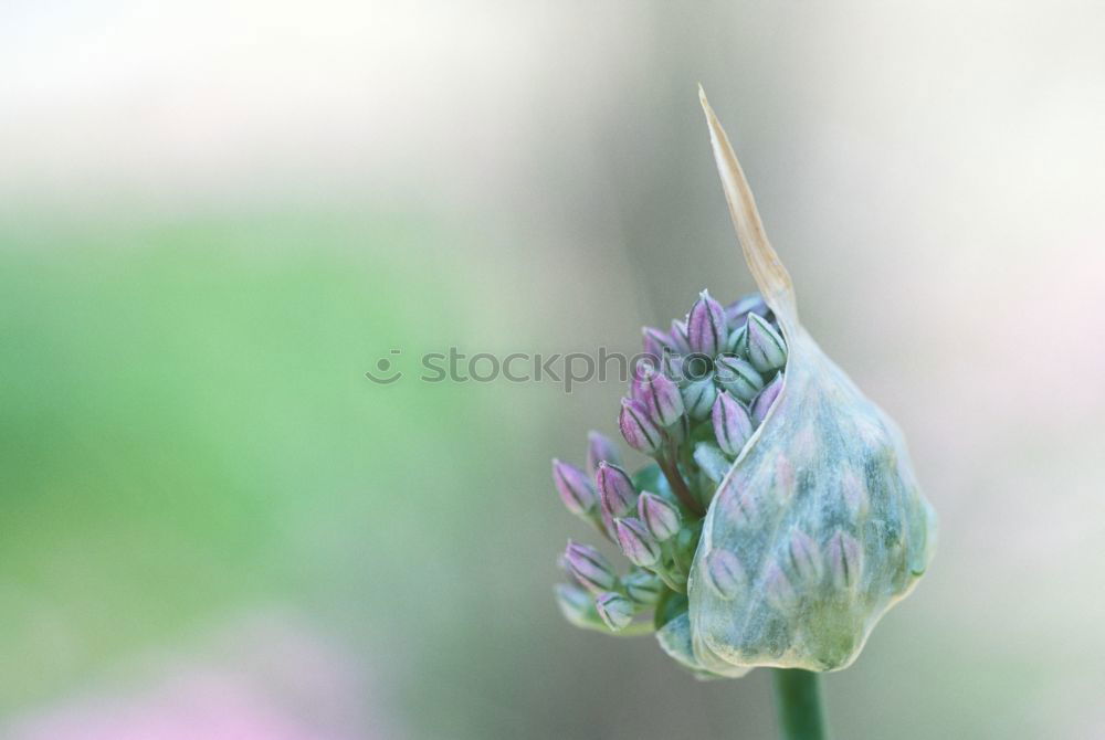 Similar – Foto Bild Kleeblüte Umwelt Natur