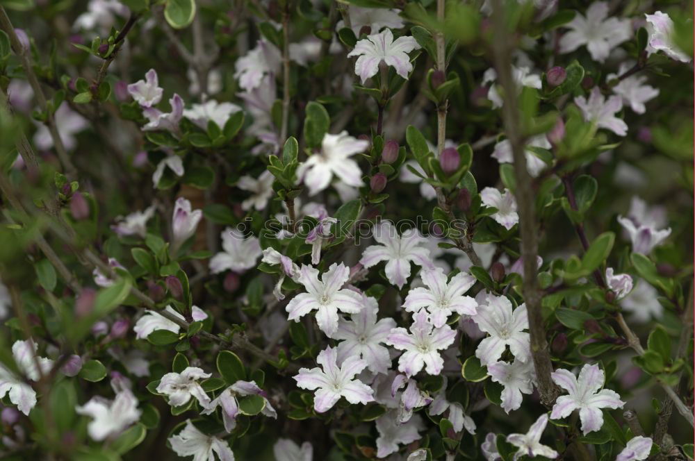 Similar – Foto Bild Edelweiss Gesundheit