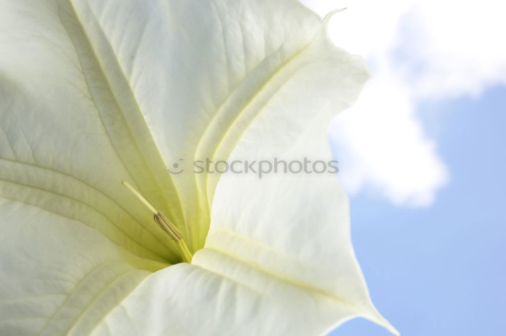 Similar – Foto Bild Lilium Lilien Pflanze