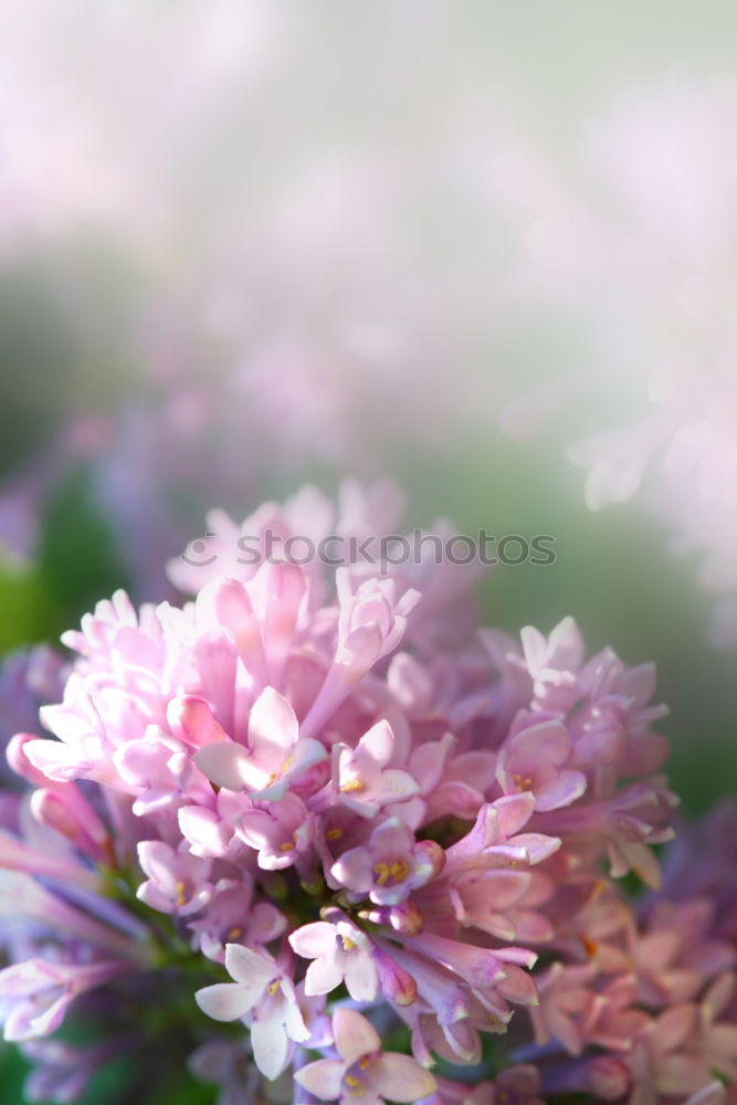 Similar – Image, Stock Photo lilac Lilac Violet