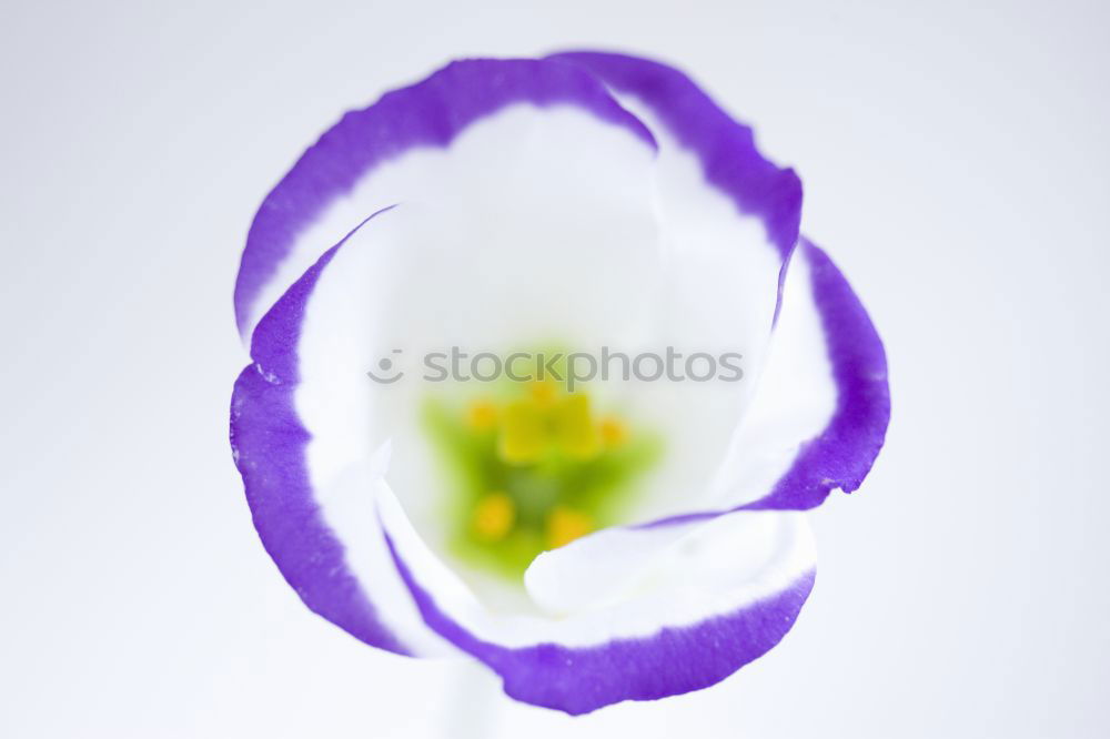 Similar – Image, Stock Photo Blue white striped primrose