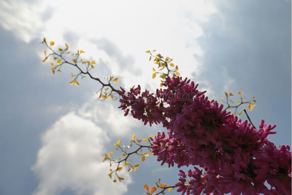 Image, Stock Photo Erika…. Heathland