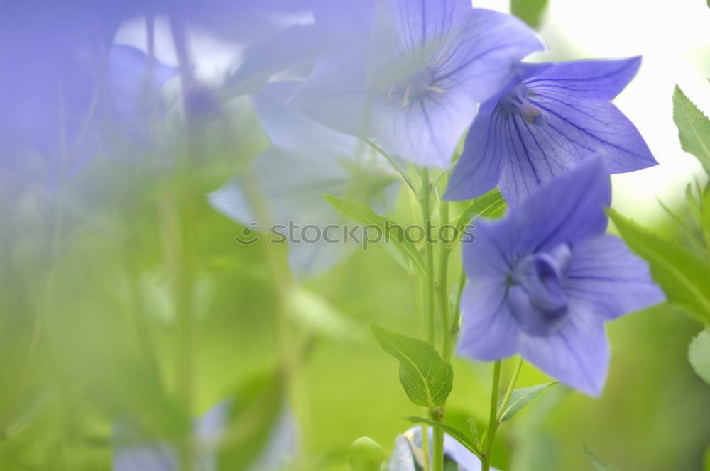 Similar – Image, Stock Photo Clematis | tendril to the sky.