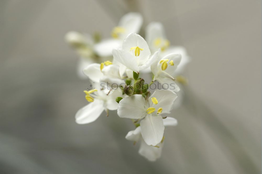 Similar – Image, Stock Photo Mystic flower II Flower