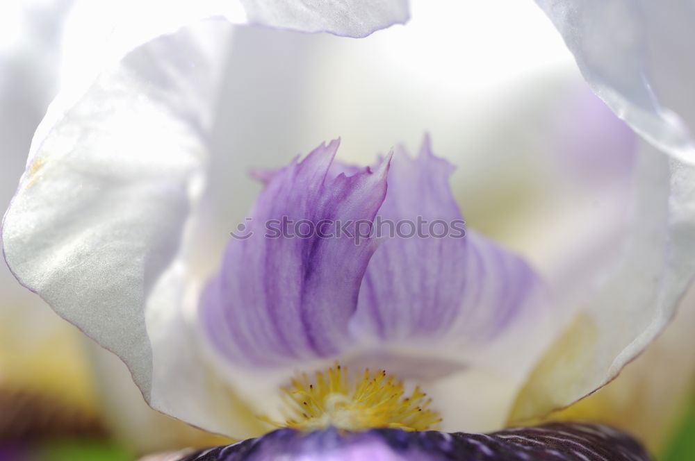 Similar – Macro shot of a passion flower