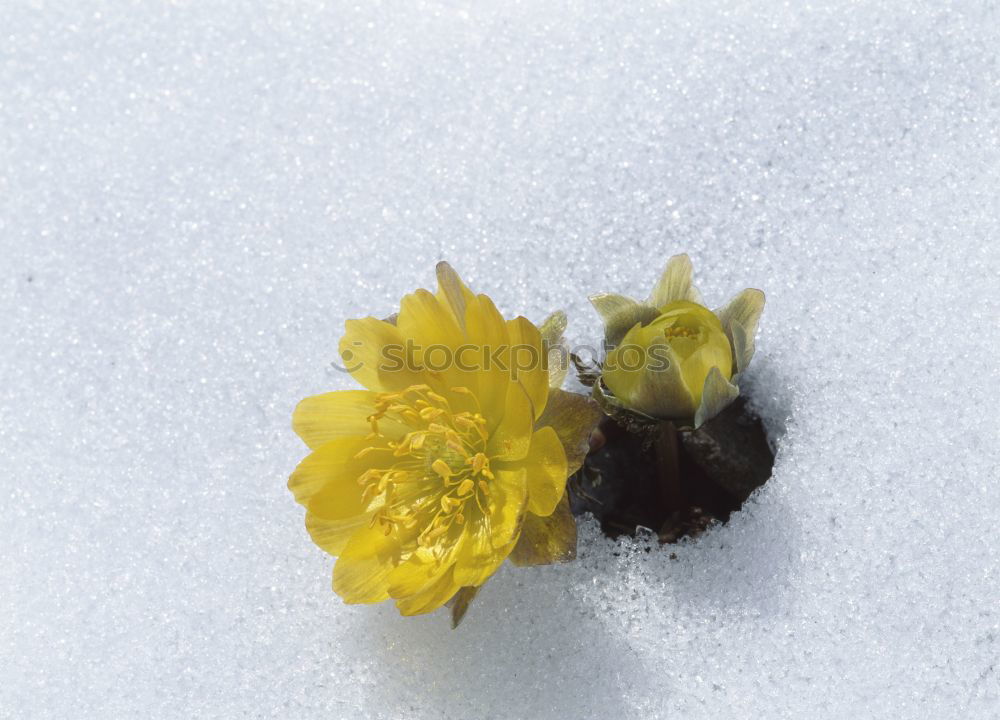 Similar – Image, Stock Photo Winter | Spring