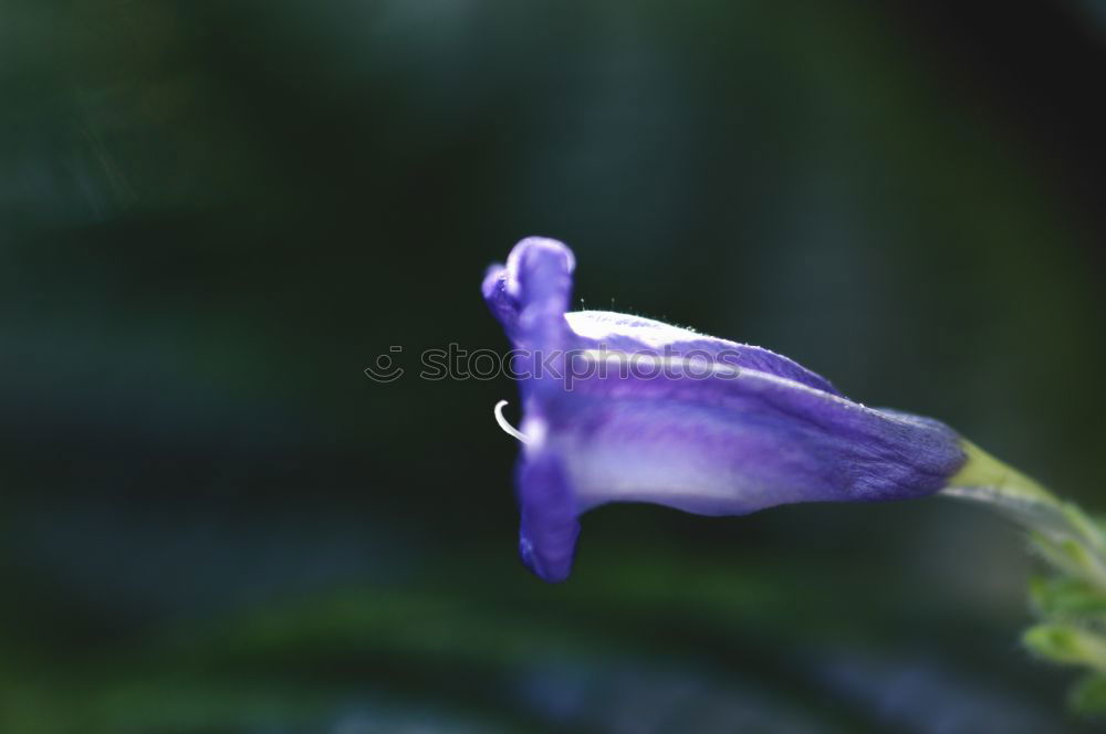 Macro Flower Violet Green