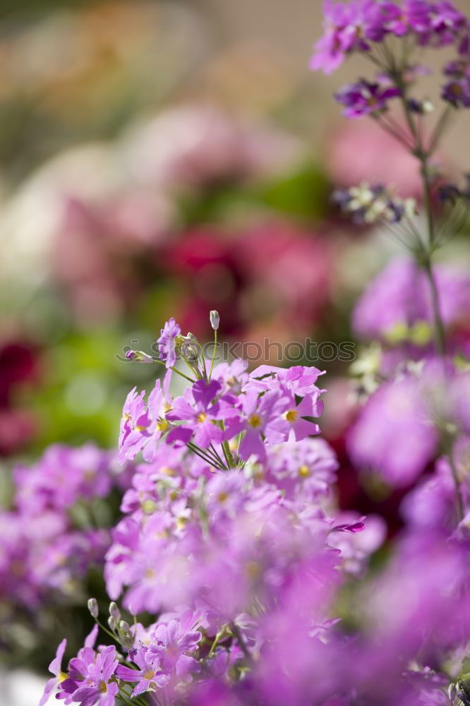 Similar – Image, Stock Photo garden blue Flower Bee