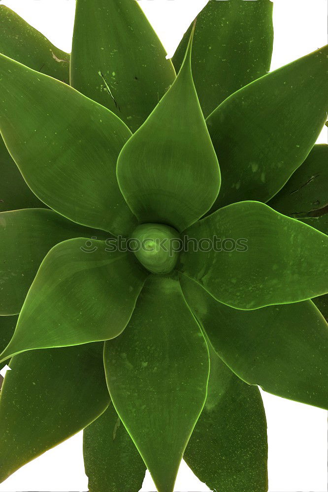 Similar – Image, Stock Photo sempervivum Environment