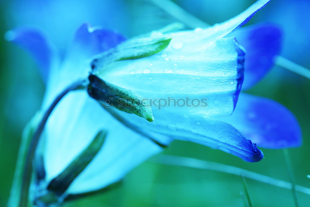 Image, Stock Photo blue flowers the hydrangea