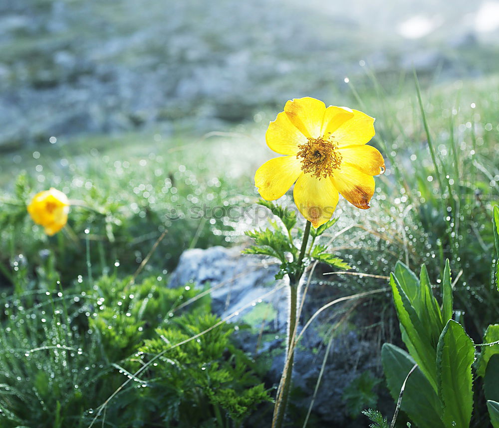 Similar – flowering daisy on a meadow with snow