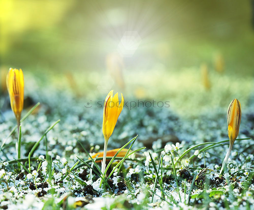 Similar – Spring nature with yellow crocuses