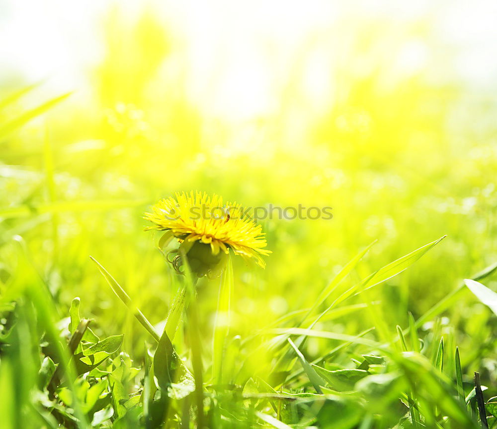 Similar – Image, Stock Photo Meadow magic | UT Cologne