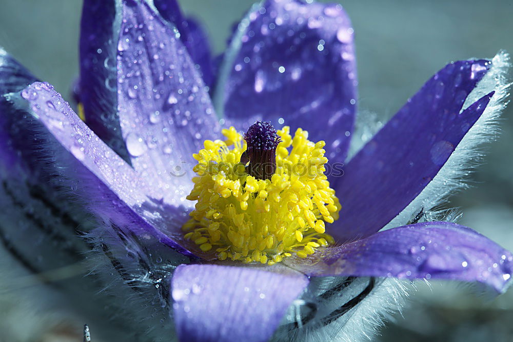 Similar – aus der mitte Clematis