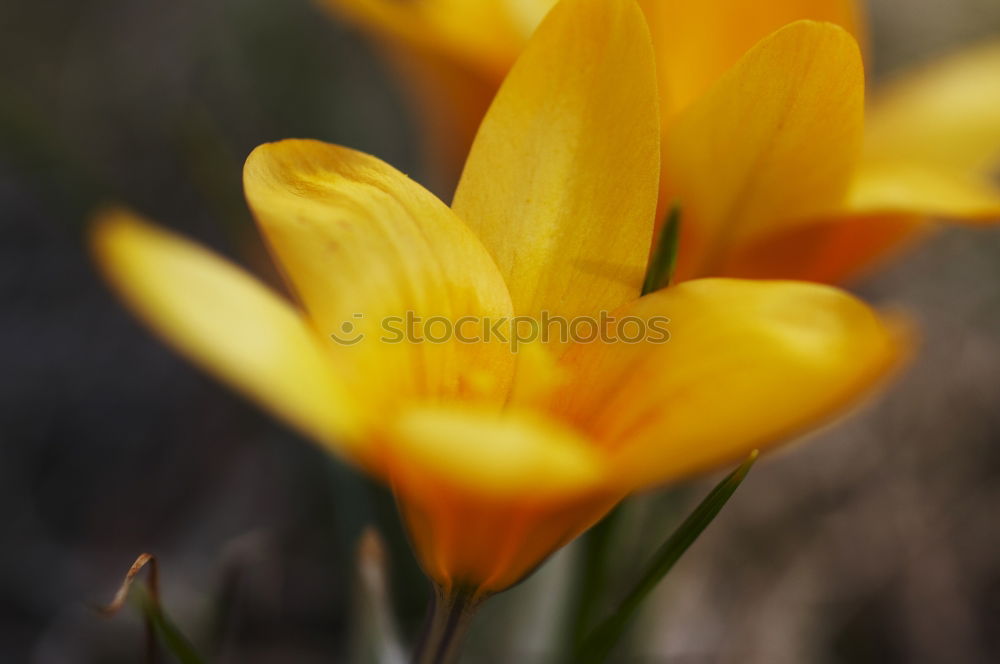 Similar – Foto Bild Tulpenblüten orange-rot