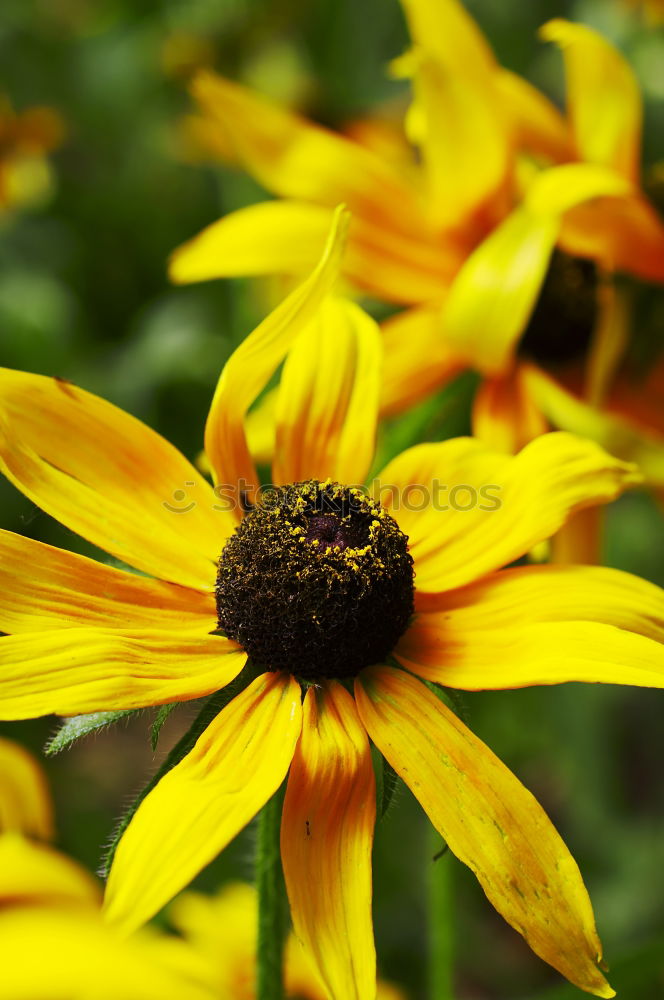 Similar – Image, Stock Photo more flowery Flower Yellow