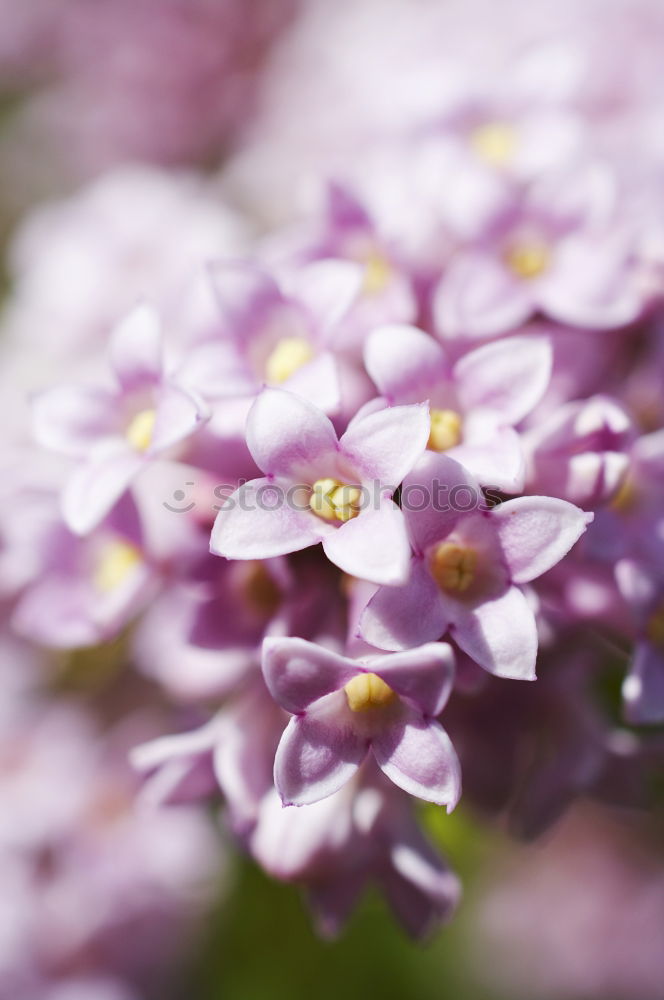 Similar – Image, Stock Photo Sail butterfly meets lilac