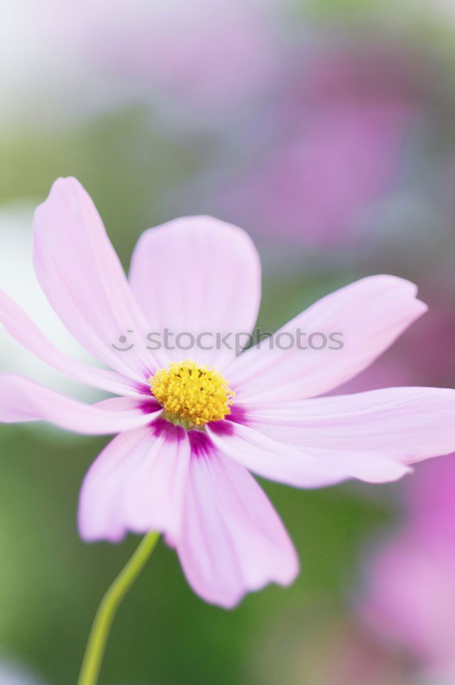 Similar – wild flowers Flower Pink