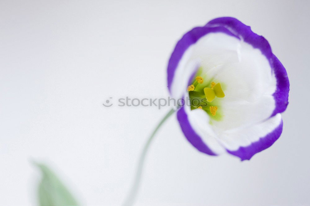 Similar – Image, Stock Photo Blue white striped primrose