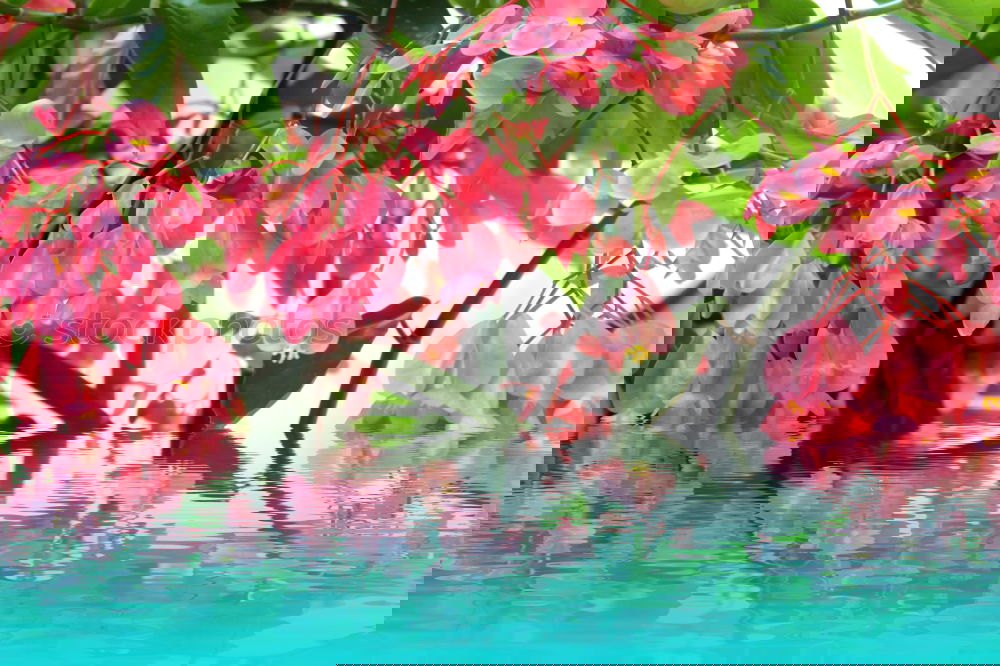 Similar – Image, Stock Photo geraniums Environment