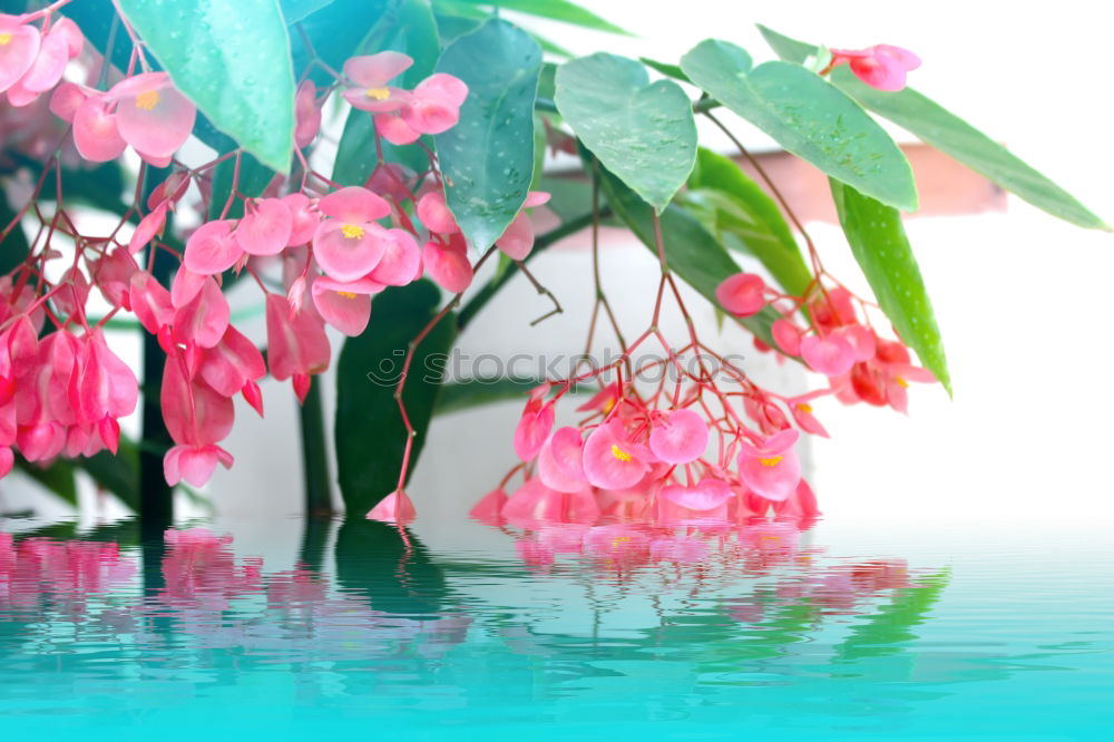 Similar – Image, Stock Photo colorful flowers Plant