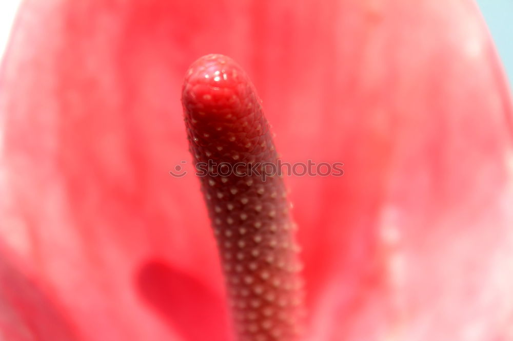 lily Plant Summer Flower