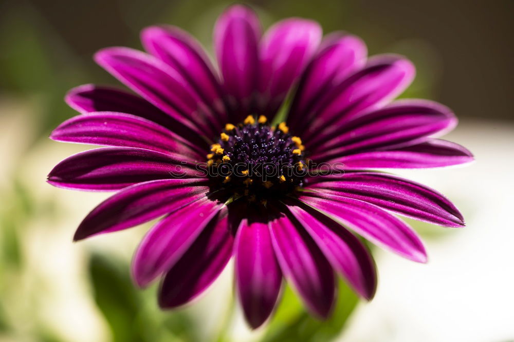 Similar – Image, Stock Photo Flower blossom pink