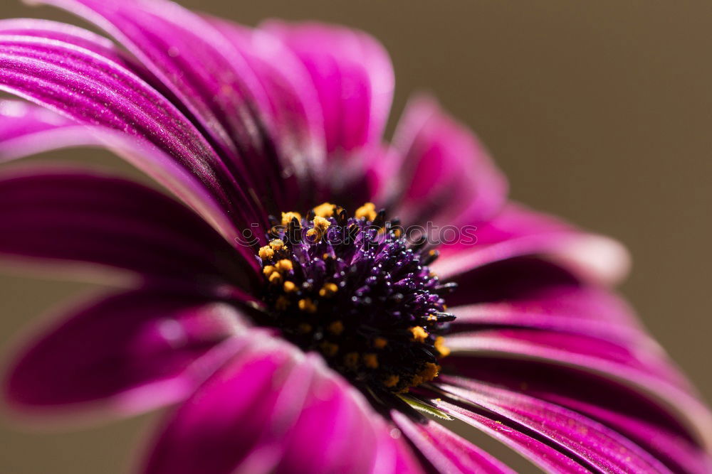 Similar – View into the flower of a purple anemone with purple stamens