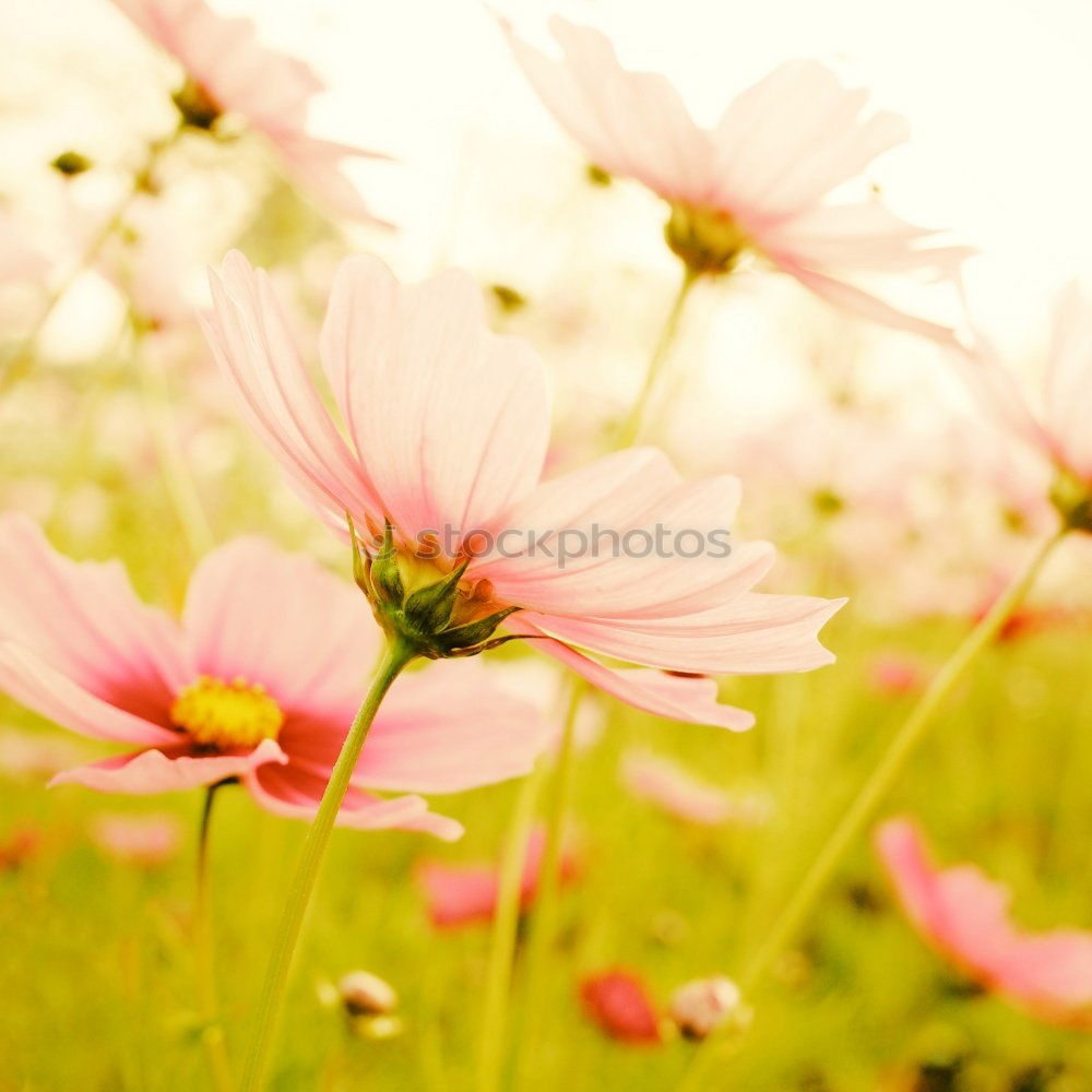 Similar – Image, Stock Photo before autumn Nature Plant