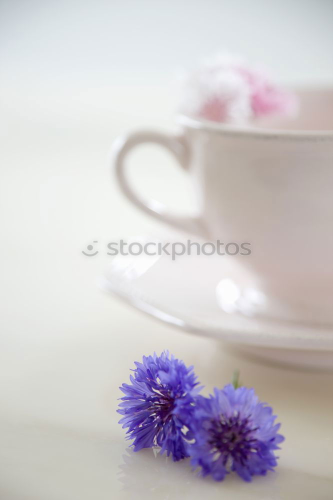 Image, Stock Photo purple Lifestyle Winter