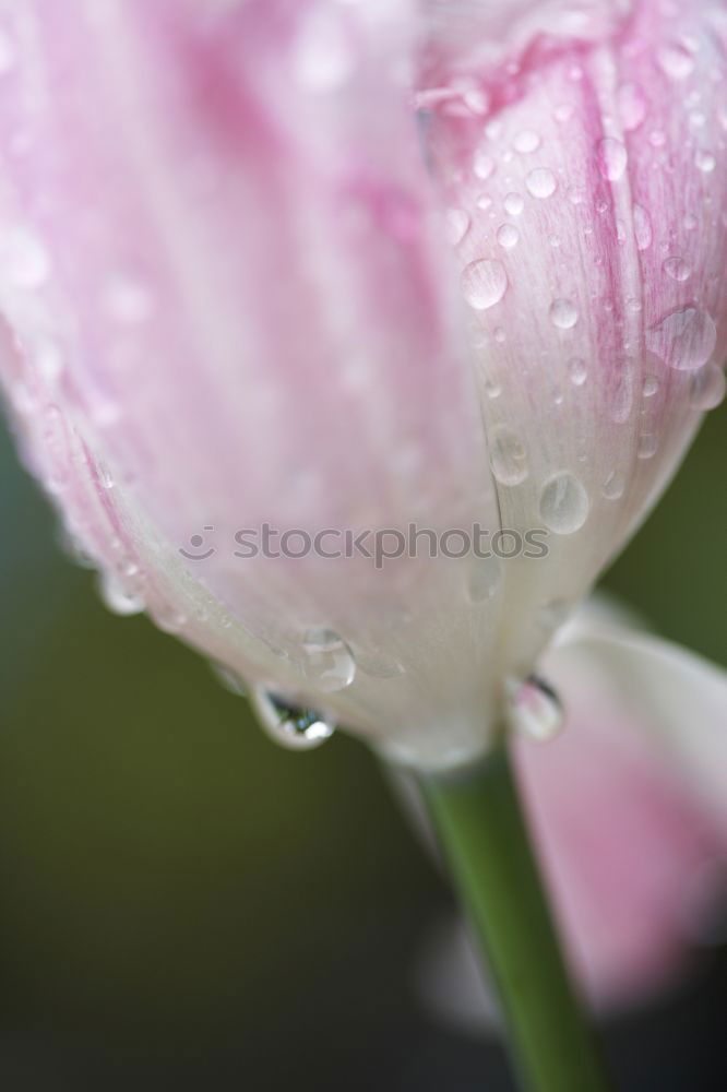 Image, Stock Photo purple blossom lies on a blue table with raindrops