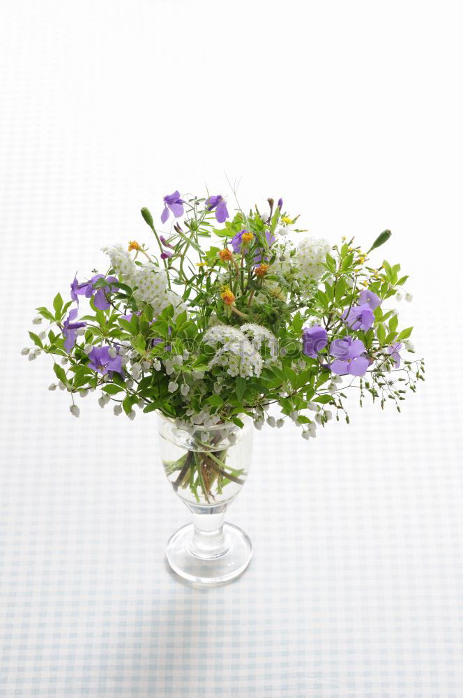Similar – Image, Stock Photo Yarrow; Achillea; millefolium;