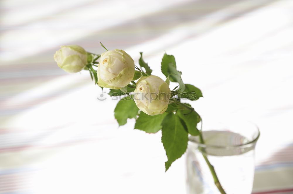 Still life of a beautiful, fragile single pink rose, in a vase against a light background, with two petals falling on the table