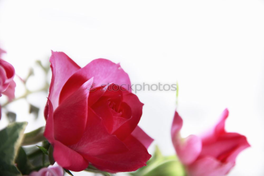 Similar – Flowers red tulips bouquet spring greeting