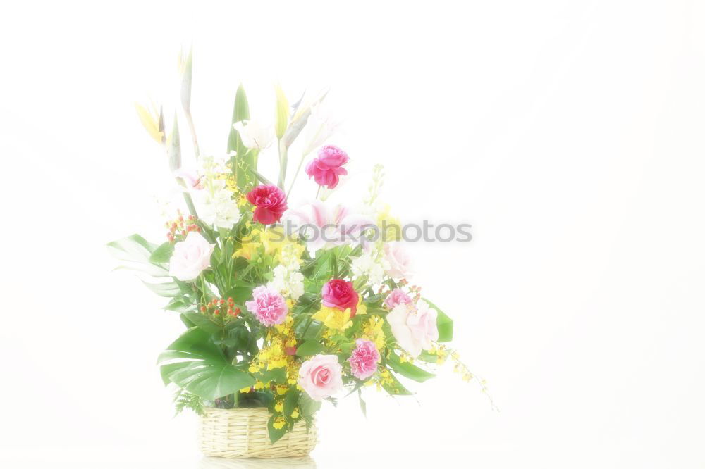 Similar – Image, Stock Photo Good morning spring !