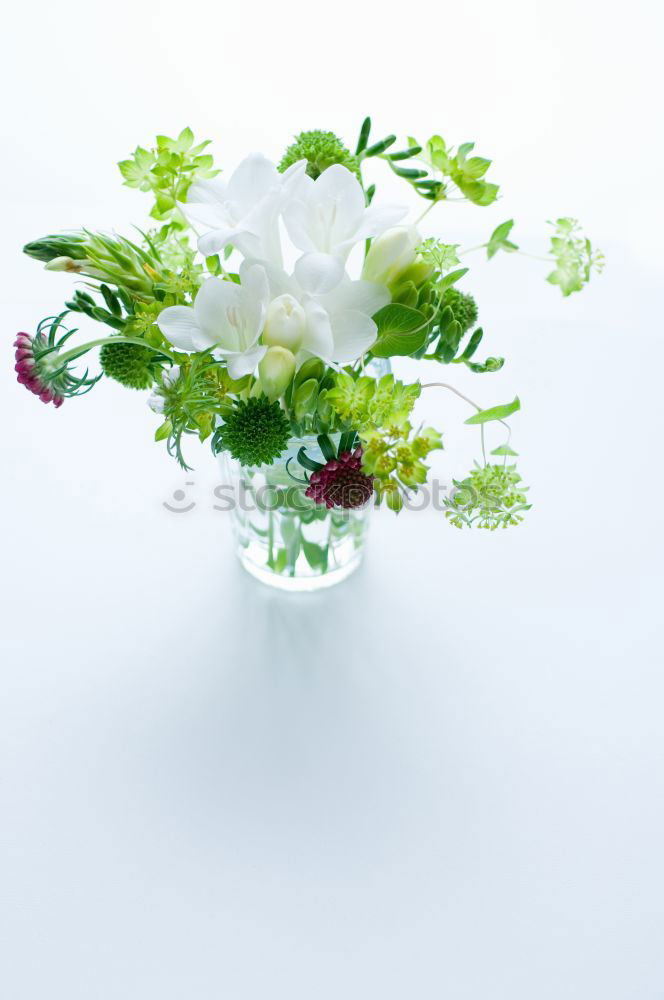 Similar – Image, Stock Photo daisies Flower Daisy