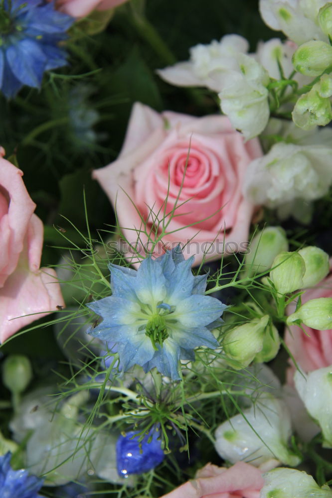 Similar – Image, Stock Photo Swabian bouquet of flowers