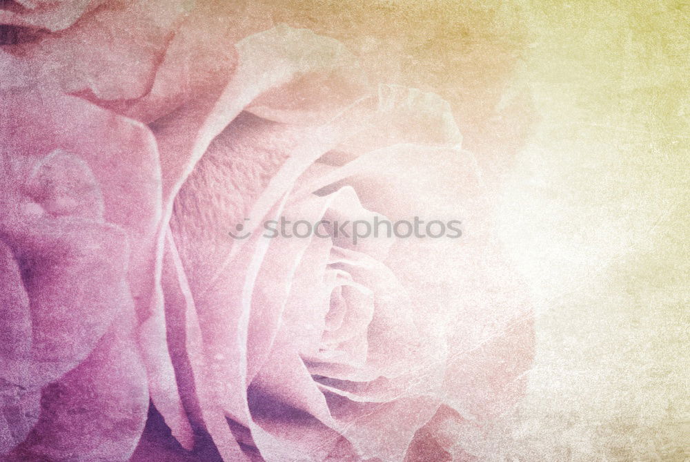 Similar – Wet Red Tulip Petals With Water Drops