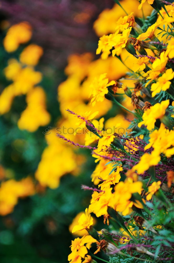 Similar – Image, Stock Photo more flowery Flower Yellow