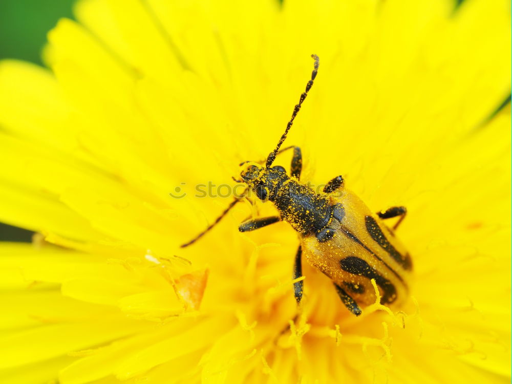 Similar – Erdbiene ( Andrena florea ) 05